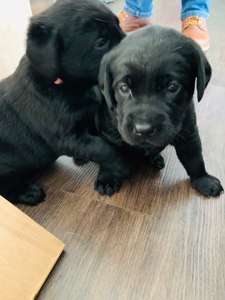 catahoula leopard dog and lab mix